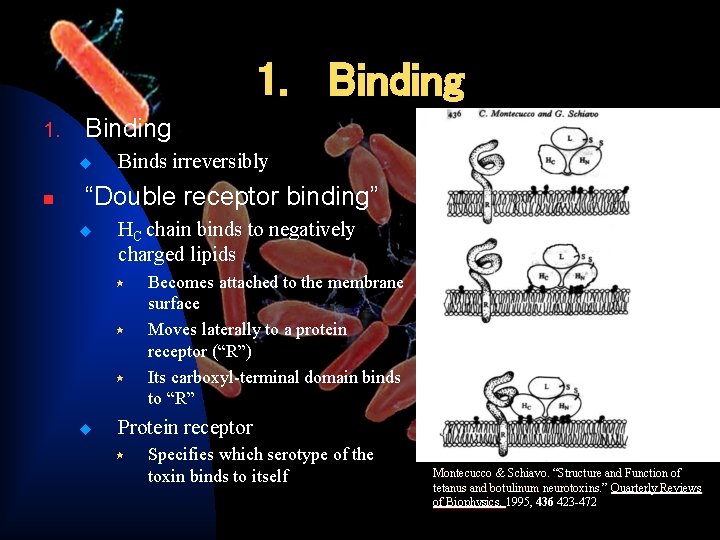 1. Binding 1. Binding u n Binds irreversibly “Double receptor binding” u HC chain
