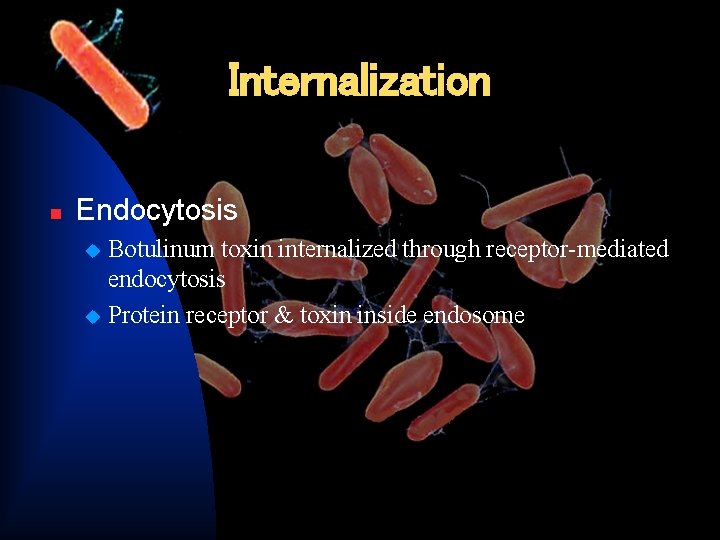 Internalization n Endocytosis Botulinum toxin internalized through receptor-mediated endocytosis u Protein receptor & toxin