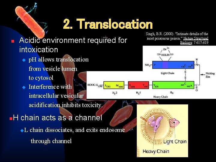 2. Translocation n Acidic environment required for intoxication u u n p. H allows