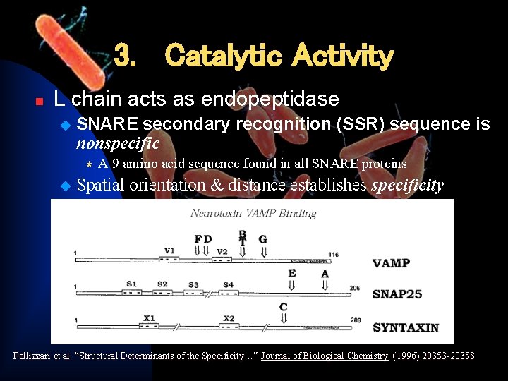 3. Catalytic Activity n L chain acts as endopeptidase u SNARE secondary recognition (SSR)