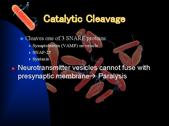 Catalytic Cleavage u Cleaves one of 3 SNARE proteins: Synaptobrevin (VAMP) on vesicle «