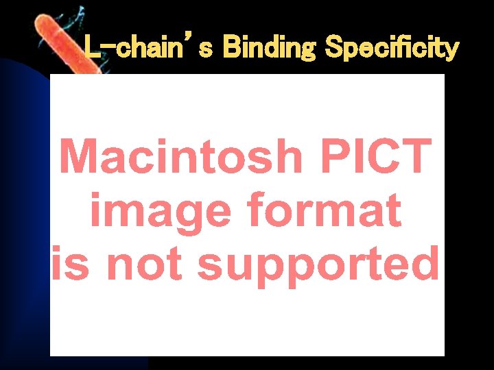 L-chain’s Binding Specificity 