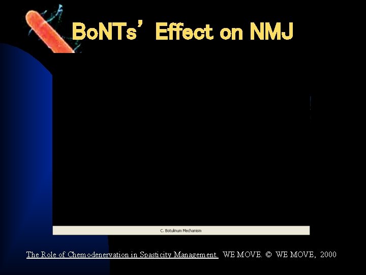 Bo. NTs’ Effect on NMJ The Role of Chemodenervation in Spasticity Management. WE MOVE.