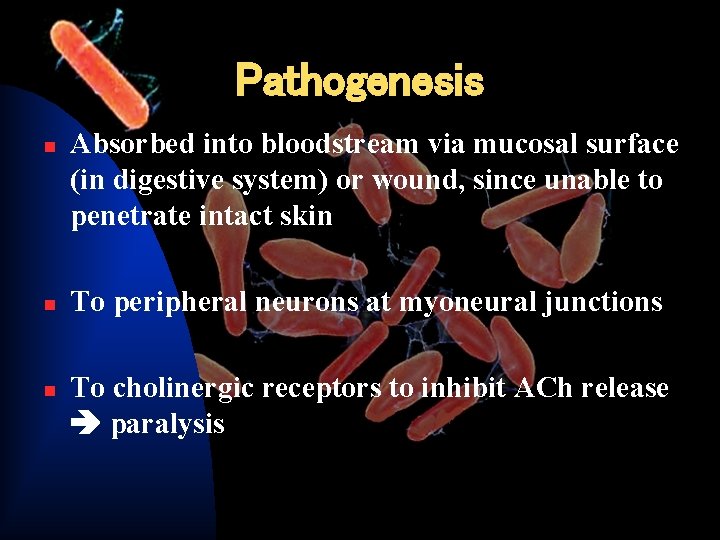 Pathogenesis n n n Absorbed into bloodstream via mucosal surface (in digestive system) or