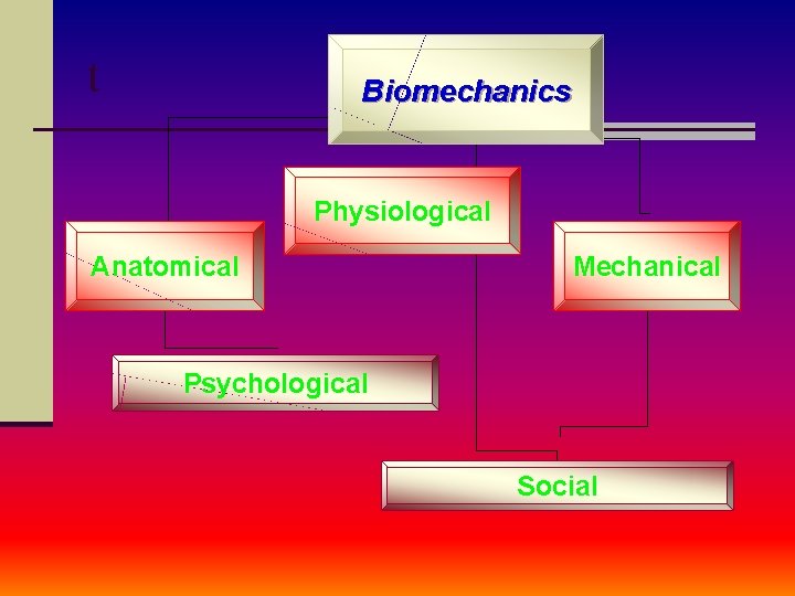 t Biomechanics Physiological Anatomical Mechanical Psychological Social 