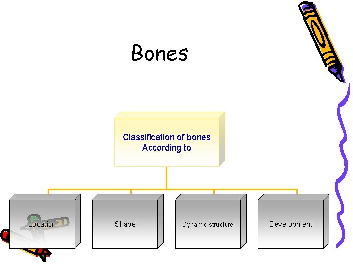 Bones Classification of bones According to Location Shape Dynamic structure Development 