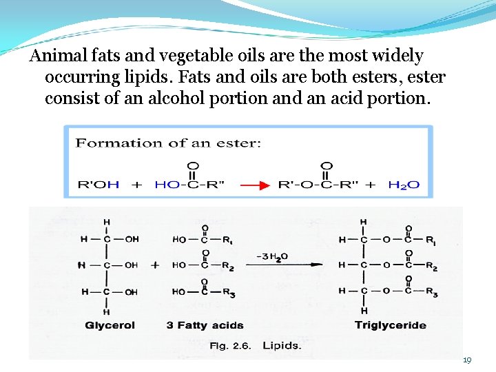 Animal fats and vegetable oils are the most widely occurring lipids. Fats and oils