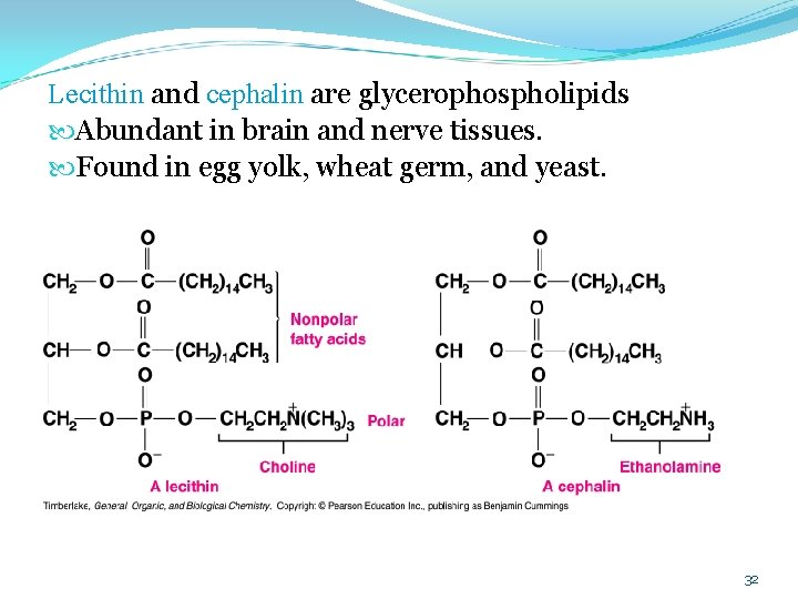 Lecithin and cephalin are glycerophospholipids Abundant in brain and nerve tissues. Found in egg