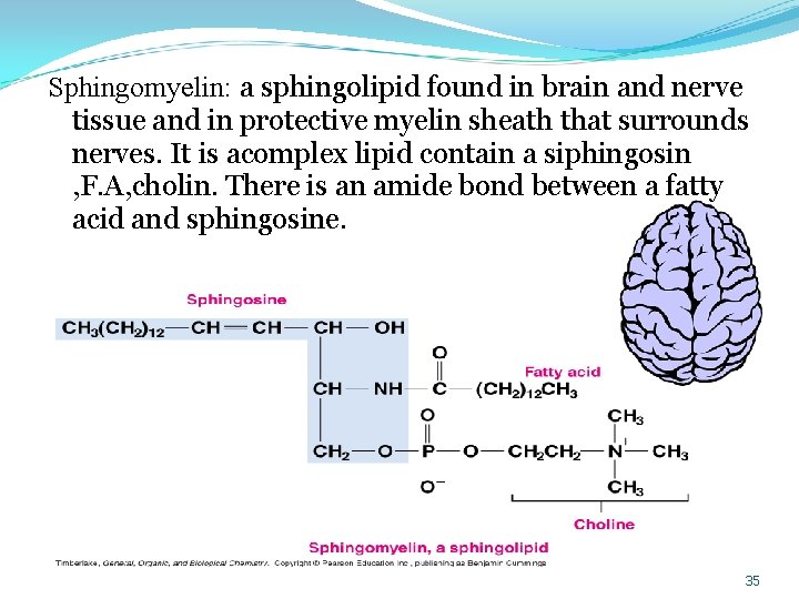 Sphingomyelin: a sphingolipid found in brain and nerve tissue and in protective myelin sheath