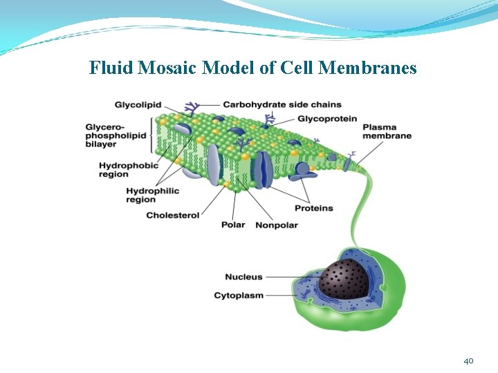 Fluid Mosaic Model of Cell Membranes 40 