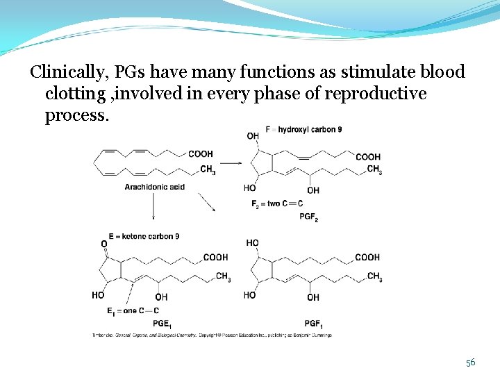 Clinically, PGs have many functions as stimulate blood clotting , involved in every phase