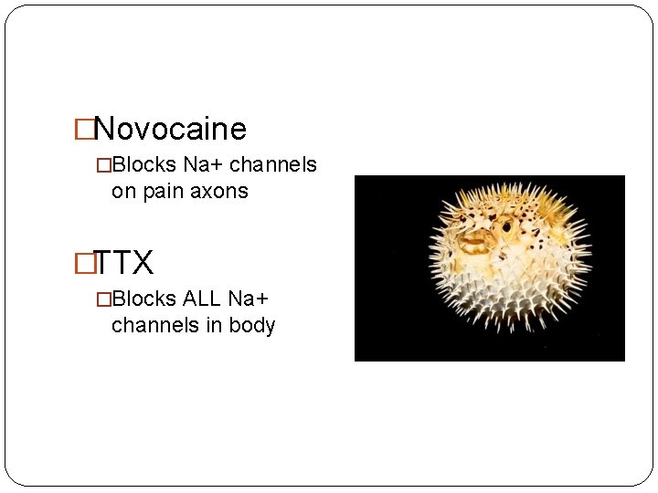 �Novocaine �Blocks Na+ channels on pain axons �TTX �Blocks ALL Na+ channels in body