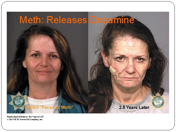 Meth: Releases Dopamine 