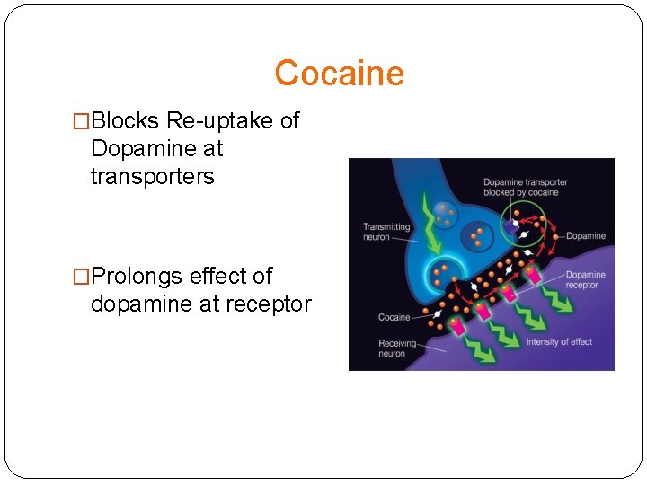 Cocaine �Blocks Re-uptake of Dopamine at transporters �Prolongs effect of dopamine at receptor 