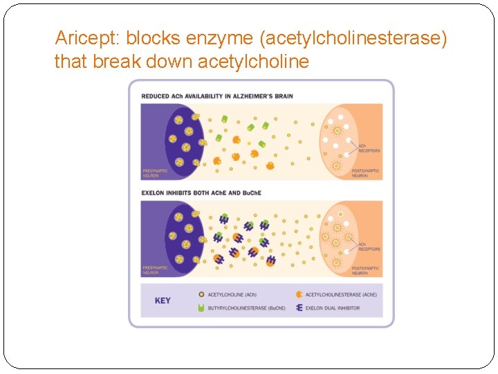 Aricept: blocks enzyme (acetylcholinesterase) that break down acetylcholine 