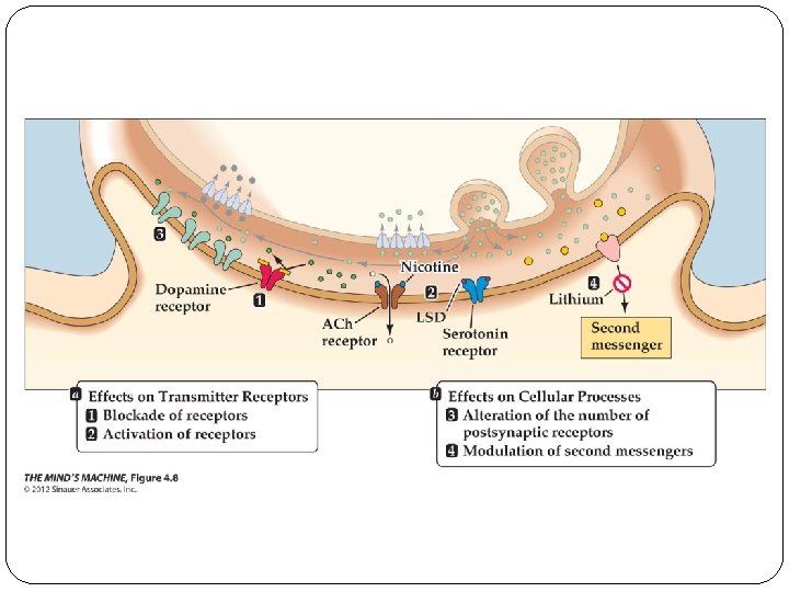 Figure 4. 8 Drug Effects on Postsynaptic Mechanisms 