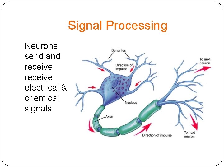 Signal Processing Neurons send and receive electrical & chemical signals 