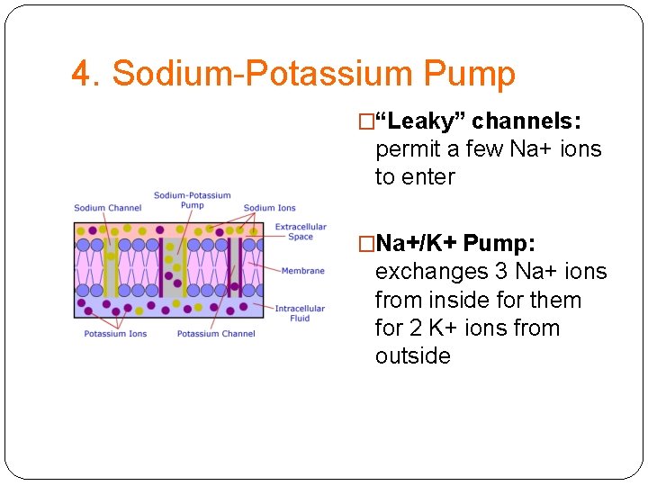 4. Sodium-Potassium Pump �“Leaky” channels: permit a few Na+ ions to enter �Na+/K+ Pump: