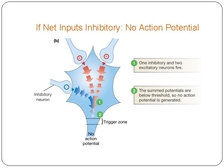 If Net Inputs Inhibitory: No Action Potential 