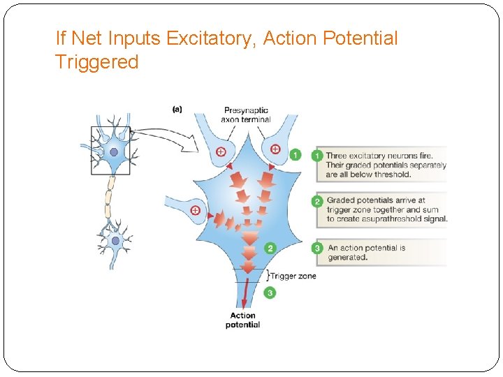 If Net Inputs Excitatory, Action Potential Triggered 