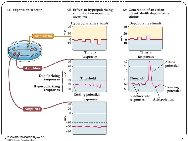 Figure 3. 5 The Effects of Hyperpolarizing and Depolarizing Stimuli on a Neuron 