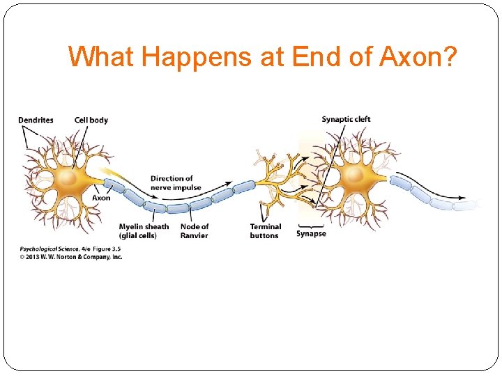 What Happens at End of Axon? 