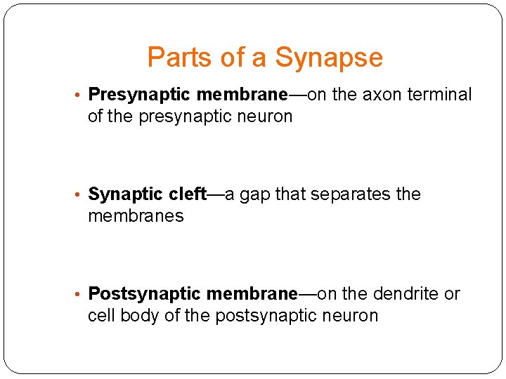 Parts of a Synapse • Presynaptic membrane—on the axon terminal of the presynaptic neuron