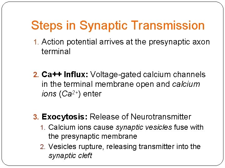 Steps in Synaptic Transmission 1. Action potential arrives at the presynaptic axon terminal 2.