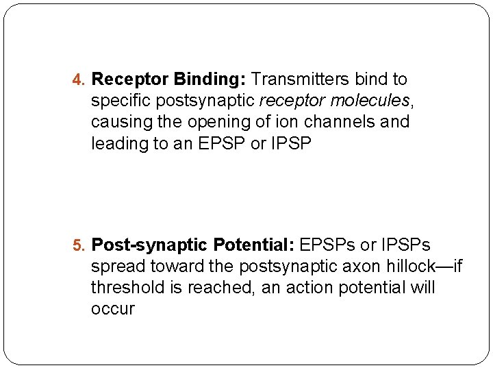 4. Receptor Binding: Transmitters bind to specific postsynaptic receptor molecules, causing the opening of