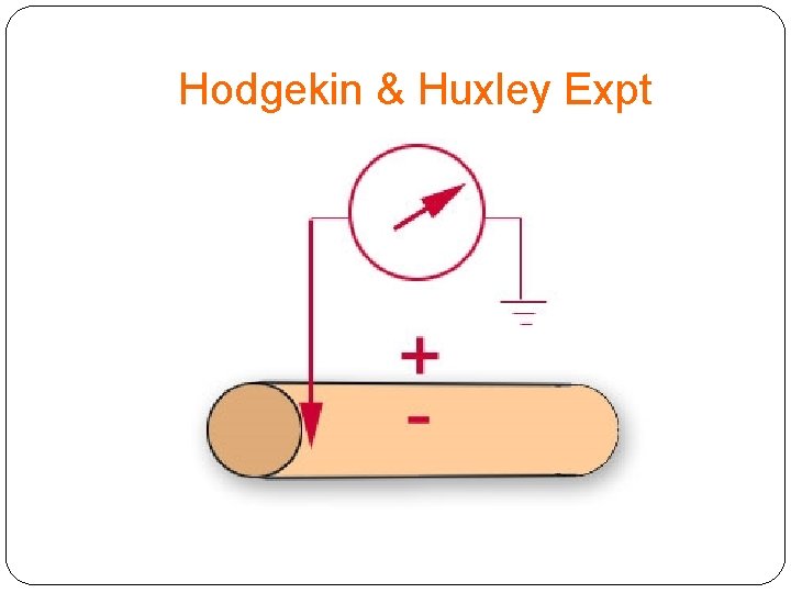 Hodgekin & Huxley Expt 