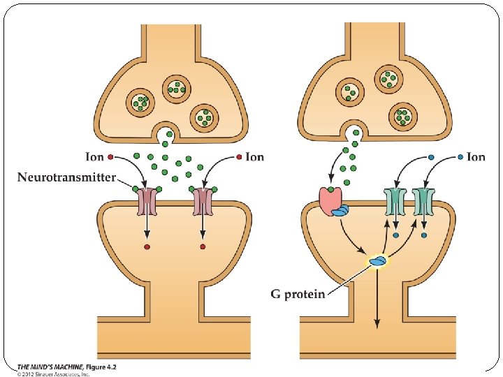 Figure 4. 2 The Versatility of Neurotransmitters 