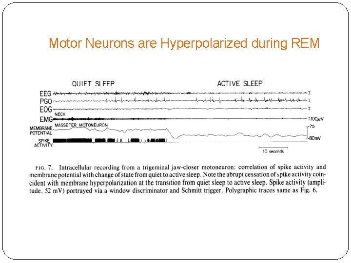 Motor Neurons are Hyperpolarized during REM 