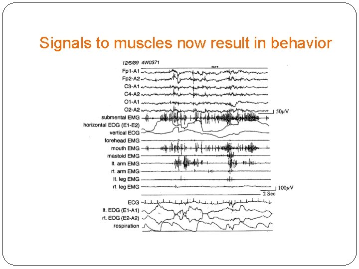 Signals to muscles now result in behavior 