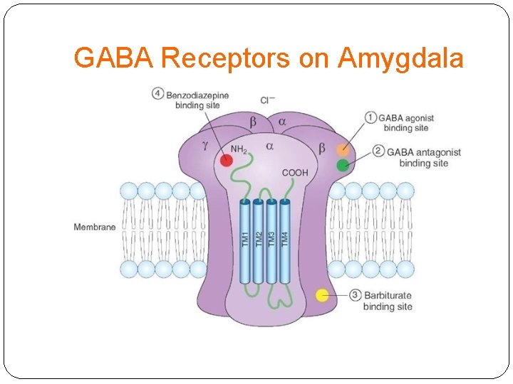 GABA Receptors on Amygdala 