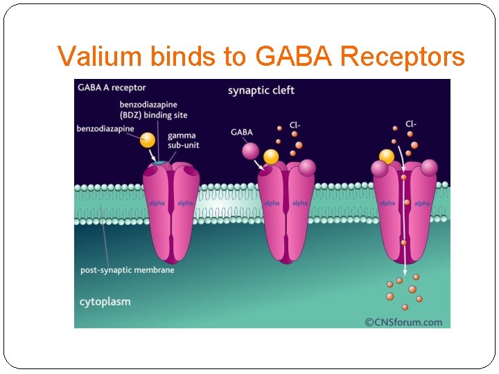 Valium binds to GABA Receptors 