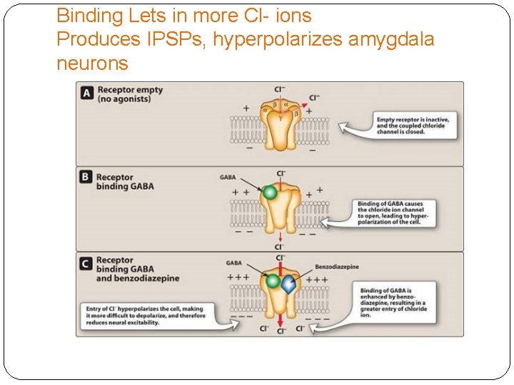 Binding Lets in more Cl- ions Produces IPSPs, hyperpolarizes amygdala neurons 