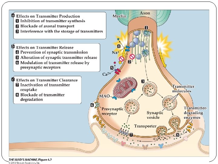 Figure 4. 7 Drug Effects on Presynaptic Mechanisms 