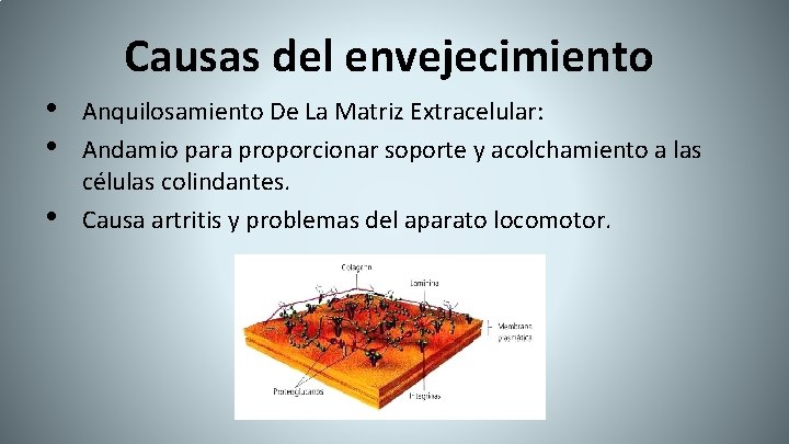 Causas del envejecimiento • • • Anquilosamiento De La Matriz Extracelular: Andamio para proporcionar