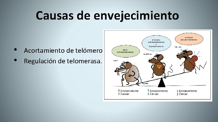 Causas de envejecimiento • • Acortamiento de telómeros. Regulación de telomerasa. 
