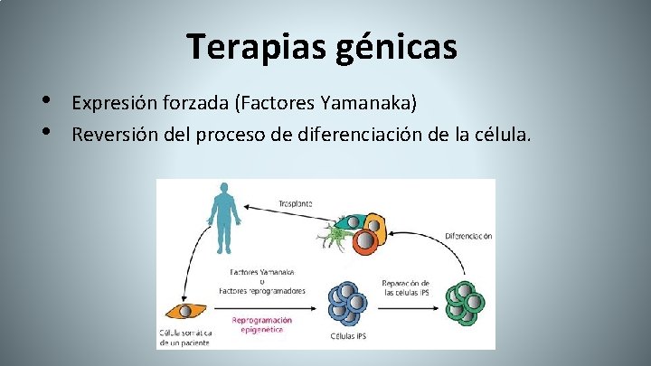 Terapias génicas • • Expresión forzada (Factores Yamanaka) Reversión del proceso de diferenciación de