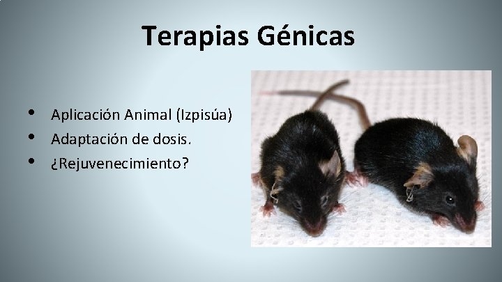 Terapias Génicas • • • Aplicación Animal (Izpisúa) Adaptación de dosis. ¿Rejuvenecimiento? 