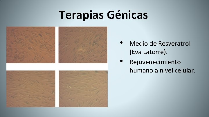 Terapias Génicas • • Medio de Resveratrol (Eva Latorre). Rejuvenecimiento humano a nivel celular.