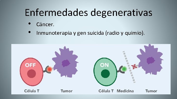 Enfermedades degenerativas • • Cáncer. Inmunoterapia y gen suicida (radio y quimio). 