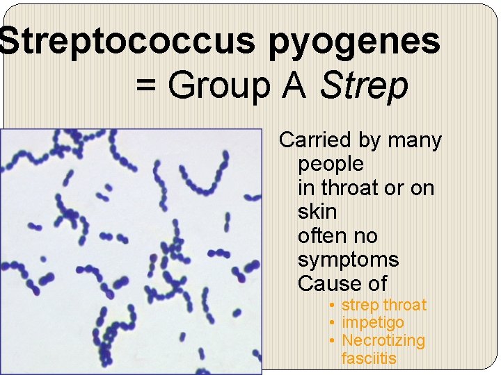 Streptococcus pyogenes = Group A Strep Carried by many people in throat or on