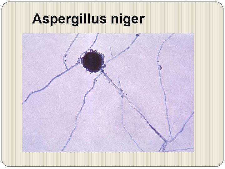 Aspergillus niger 