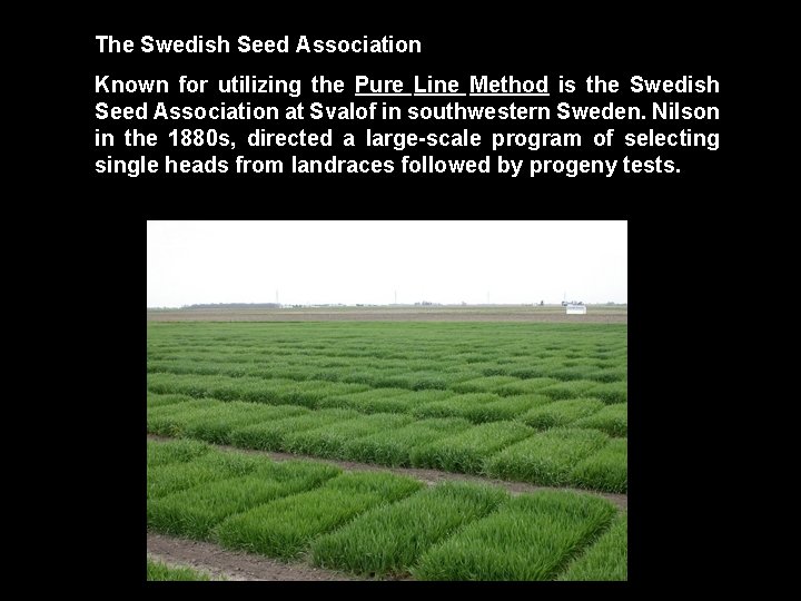 The Swedish Seed Association Known for utilizing the Pure Line Method is the Swedish