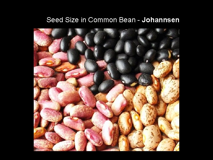 Seed Size in Common Bean - Johannsen 