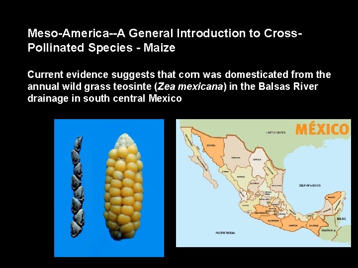 Meso-America--A General Introduction to Cross. Pollinated Species - Maize Current evidence suggests that corn