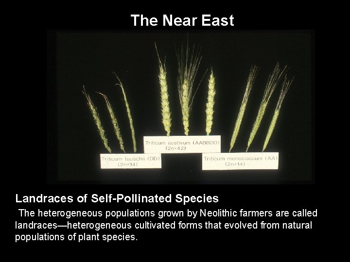 The Near East Landraces of Self-Pollinated Species The heterogeneous populations grown by Neolithic farmers