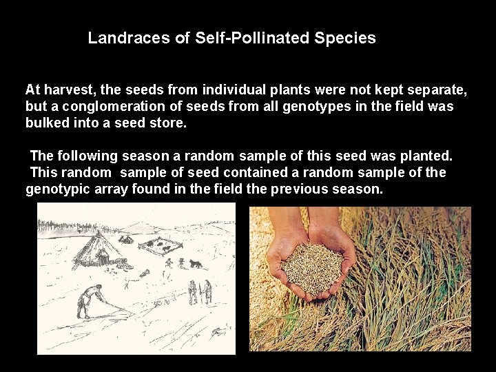 Landraces of Self-Pollinated Species At harvest, the seeds from individual plants were not kept